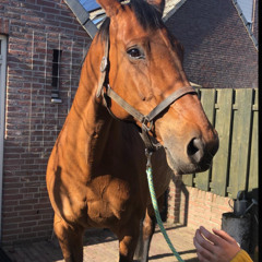 Is me horse