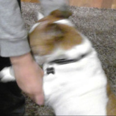 Hound (Demo)