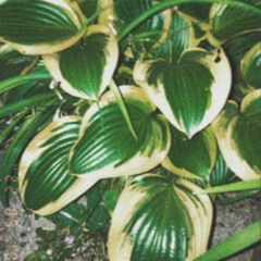 Walking botanical garden 步行植物园