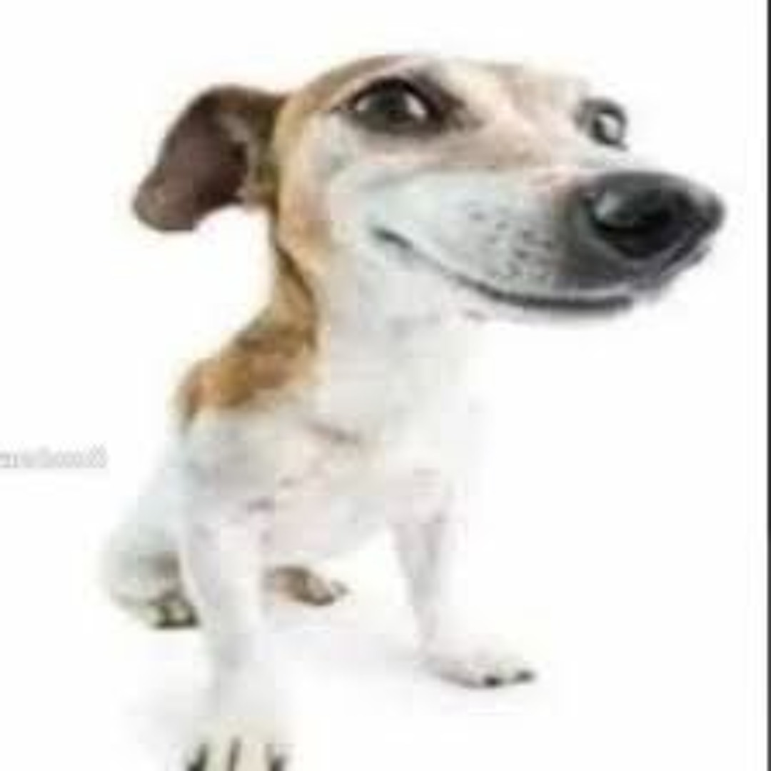 Stream what da dog doin by 05']']t3/,'	fhd s[78/'.;',':>k