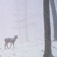 snowfall (side-a)
