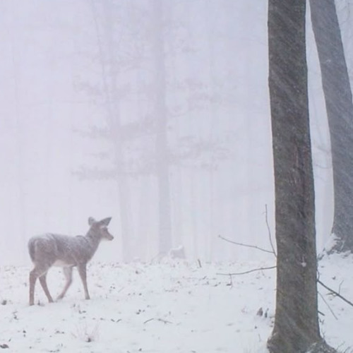snowfall (side-a)