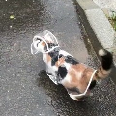 rain