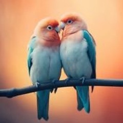 LVEBiRD