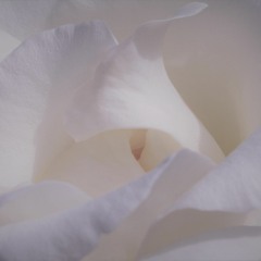A White Rose and the Moon Far Away(Fdur)
