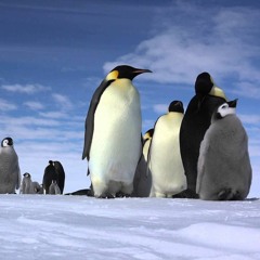 Randy Mortimer - Penguin (Pinnacle Remix)(7_7 bootleg)
