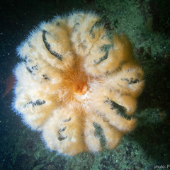 2025-02-02AdrianJasonMathieuPaulKarenPart1