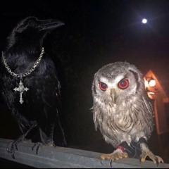 birdie ft tuv
