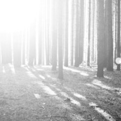 Je t'aimerai toujours