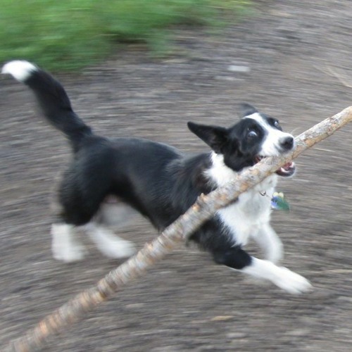 FOUND A STICK