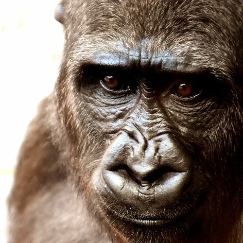  Transmitir episodio Buenas Noches, Gorila: La canción de Buenas Noches por trishanneshank podcast |  Escúchalo en línea gratis en SoundCloud