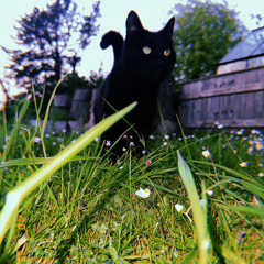 Assistance (feat. halfhearted)