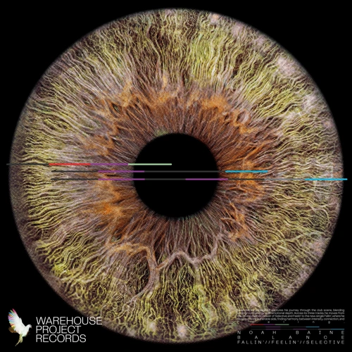 Artwork for the song Noah Baine - Fallin' by Noah Baine on Next Sound