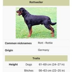 islurwhenitalk - rottweiler