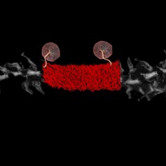 Brutally molested by 4 clowns with cat o nine tails