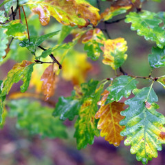 Hristo & Friends - No Man's Land (remaster)