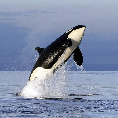 Orca