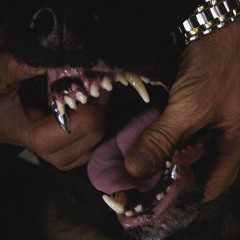DAWGS