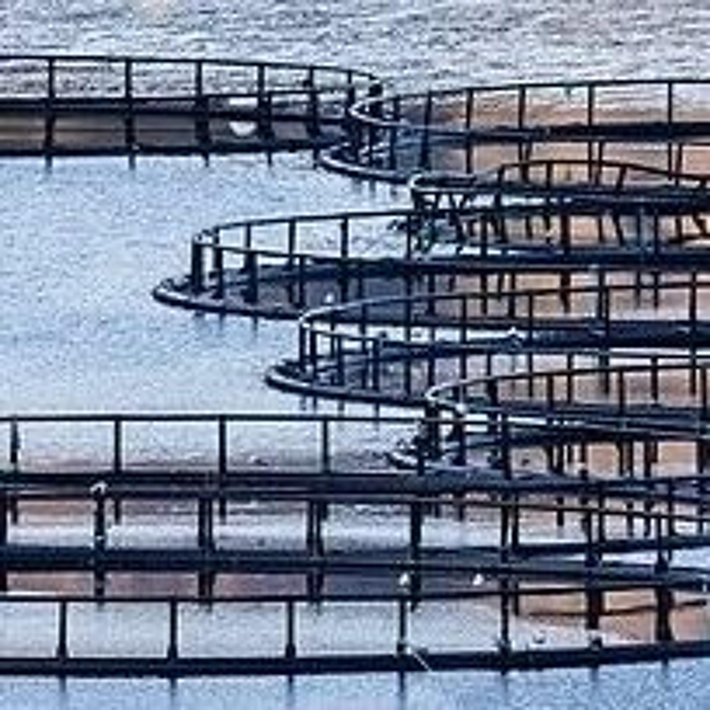 4 | The curious case of aquaculture (and AMR) episode artwork