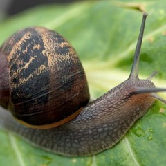 Psycho scumbag snails eat mail