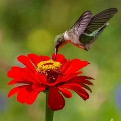 ولی_درمان_جینی_مړدی_کړم_داسی_سینګارمکوه___Wali_darman_jinei_mar_dee_kram_dasee(128k)