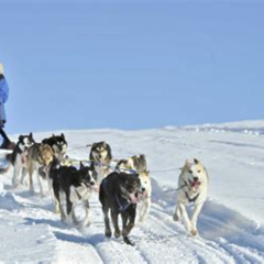 Review Special Price Dog Sledding And Mushing Experience In North Pole