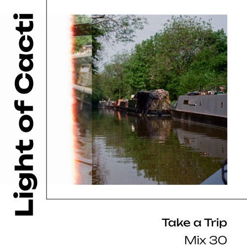 Take a Trip with Light of Cacti