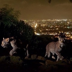 New Lifestyle /Hit the Road