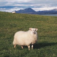 Sheep Song