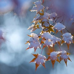A Snowfall on Leaves: Fantasia for Electric Guitar and Orchestra