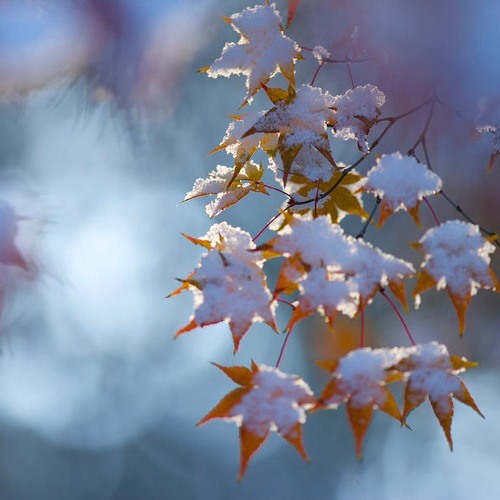 A Snowfall on Leaves: Fantasia for Electric Guitar and Orchestra