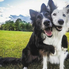 a scenecore song to make kittydog hear it and make a song with me