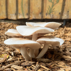 Melodic Progressive Journey – 45 Min DJ Set