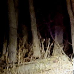 ethereal (demo)