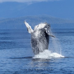 Healing Whale Songs