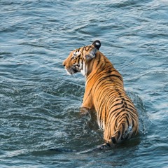 in water