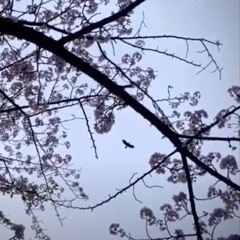 Under the cherry blossom