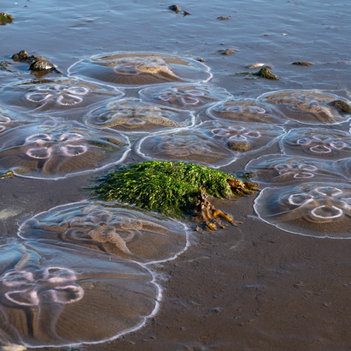 Stream episode Genre climate fiction, speculative fiction and blurring