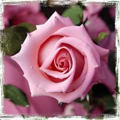 NU-KO - Pink Rose (X14N UKHC BOOTLEG)