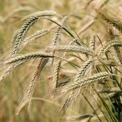 The Wind That Shakes The Barley