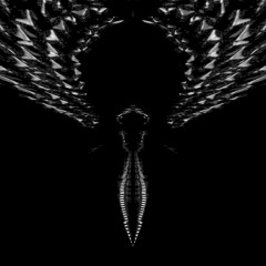 ravens