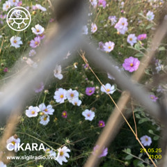 Cikara - May 2025 - Sigil Radio