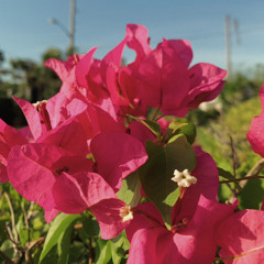 Eleanor - Samuel Lim (cover)