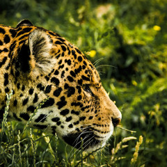 Au dieu jaguar des Warrau