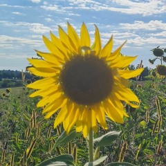 JUSQU'AU SOLEIL LEVANT