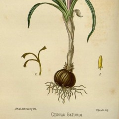 HK_Fantaisies_tracks_78