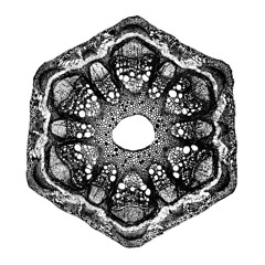 Planet Is Transparent