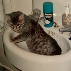 wolves of my want cvr