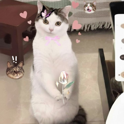 Tình Cảm Phố Vol 3 - "Happy Vietnamese Women's Day" 20/10/2025 - Phan Chau Ft. Hoang Viet Ducc Rmx