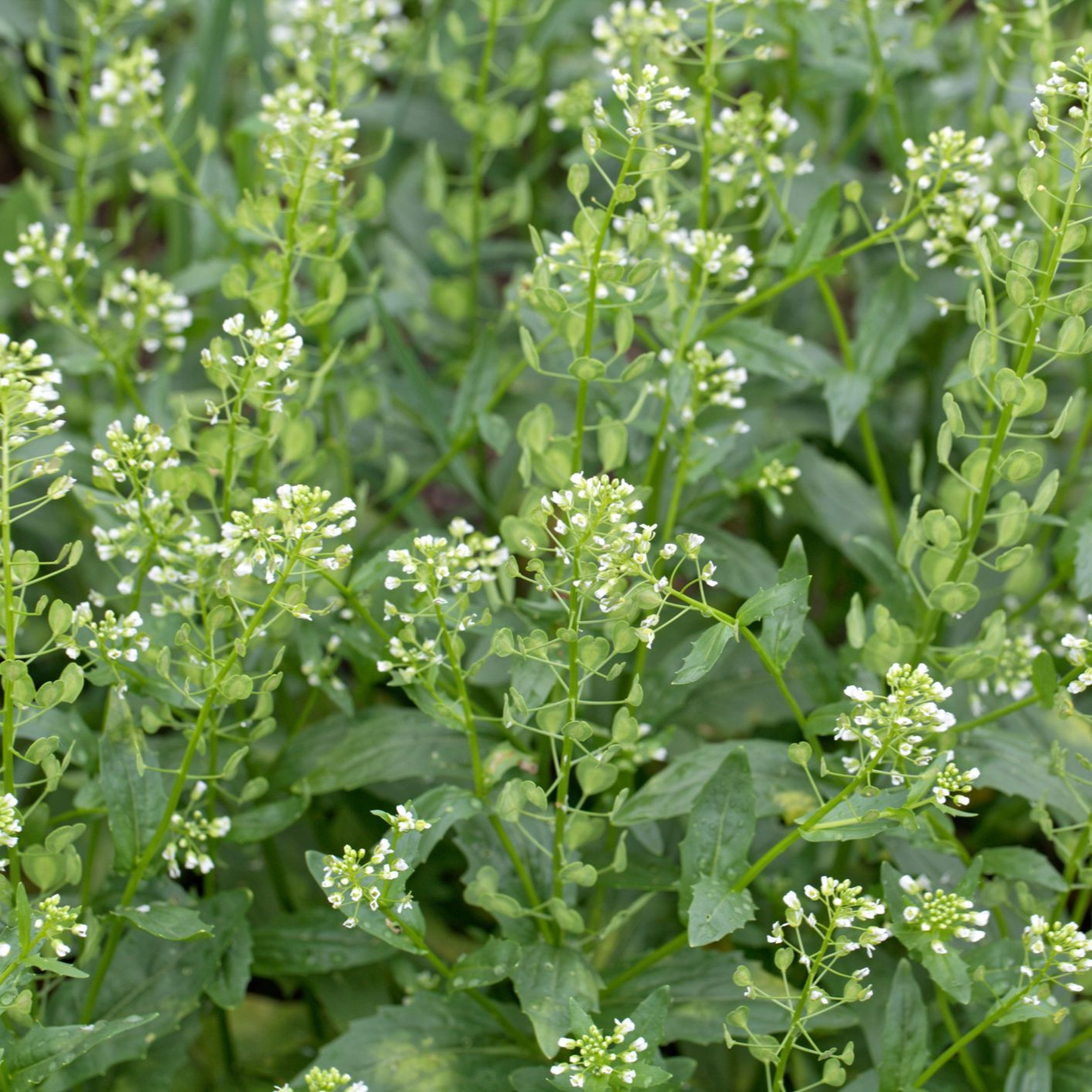 From weed to crop, innovator aims to build up Pennycress